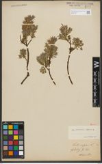 Foto von Salix repens L.